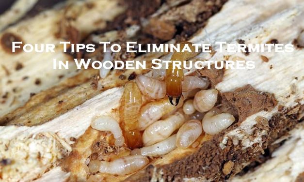 Four Tips To Eliminate Termites In Wooden Structures