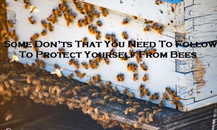 Some Don’ts That You Need To Follow To Protect Yourself From Bees