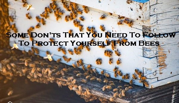 Some Don’ts That You Need To Follow To Protect Yourself From Bees