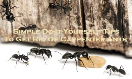Simple Do-It-Yourself Tips To Get Rid Of Carpenter Ants