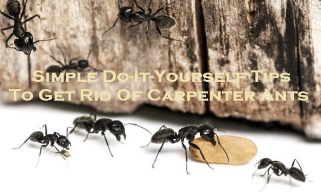 Simple Do-It-Yourself Tips To Get Rid Of Carpenter Ants