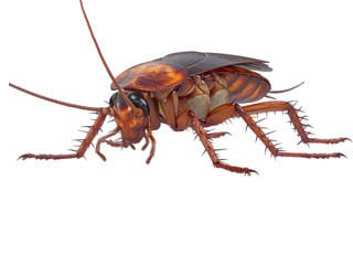 COCKROACH CONTROL
