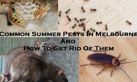 Common Summer Pests In Melbourne And How To Get Rid Of Them