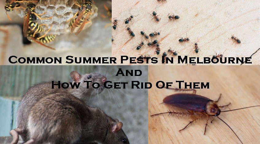 Common Summer Pests In Melbourne And How To Get Rid Of Them