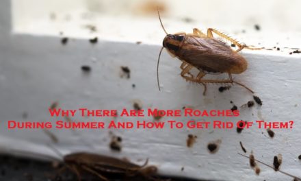 Why There Are More Roaches During Summer And How To Get Rid Of Them?