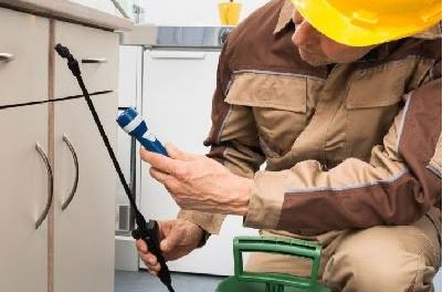 Three Common Summer Pests In Melbourne And How To Evict Them?