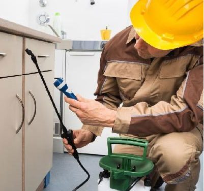 Three Common Summer Pests In Melbourne And How To Evict Them?