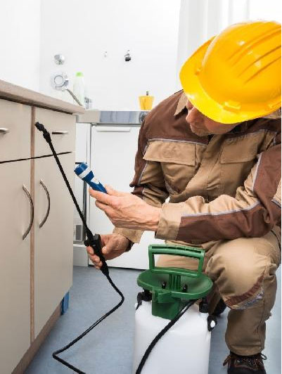 Three Common Summer Pests In Melbourne And How To Evict Them?