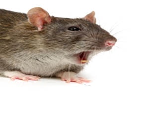 RAT PEST CONTROL