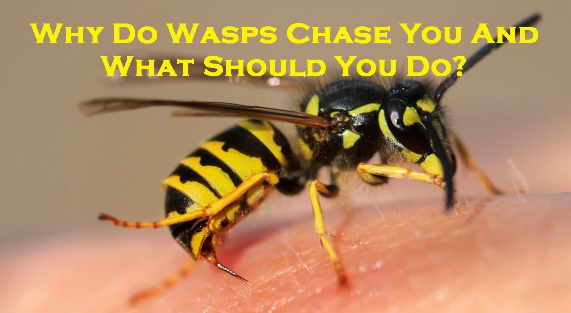 Why Do Wasps Chase You And What Should You Do?