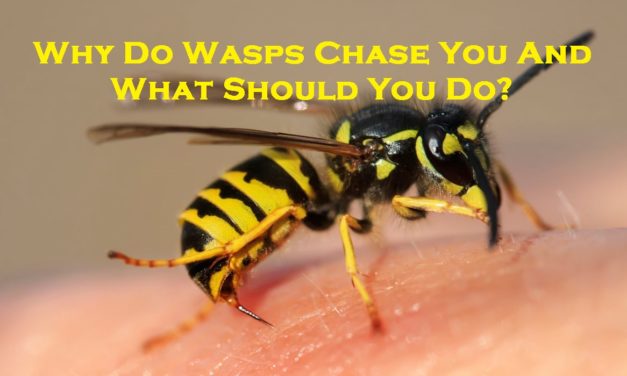Why Do Wasps Chase You And What Should You Do?