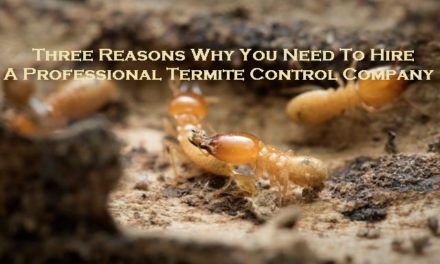 Three Reasons Why You Need To Hire A Professional Termite Control Company