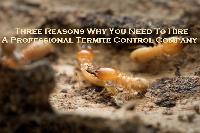 Three Reasons Why You Need To Hire A Professional Termite Control Company
