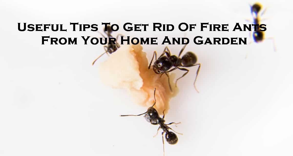Useful Tips To Get Rid Of Fire Ants From Your Home And Garden