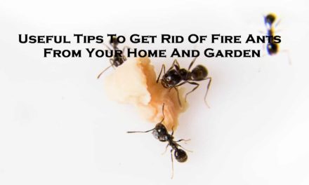 Useful Tips To Get Rid Of Fire Ants From Your Home And Garden