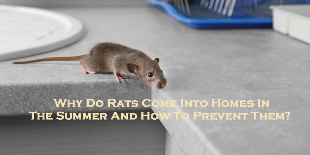Why Do Rats Come Into Homes In The Summer And How To Prevent Them?