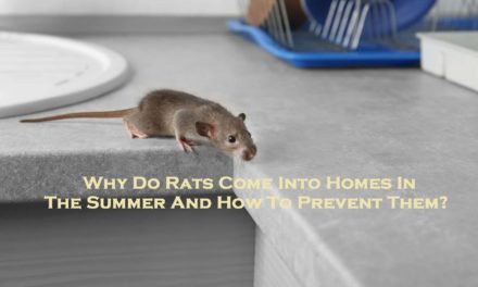 Why Do Rats Come Into Homes In The Summer And How To Prevent Them?