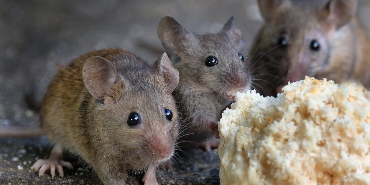 Quick Tips To Get Rid Of Mice In Your Attic