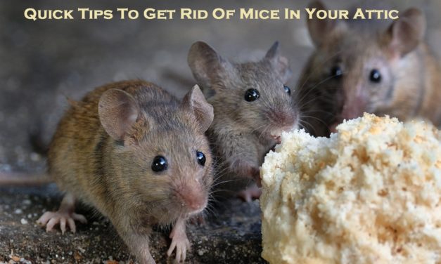 Quick Tips To Get Rid Of Mice In Your Attic