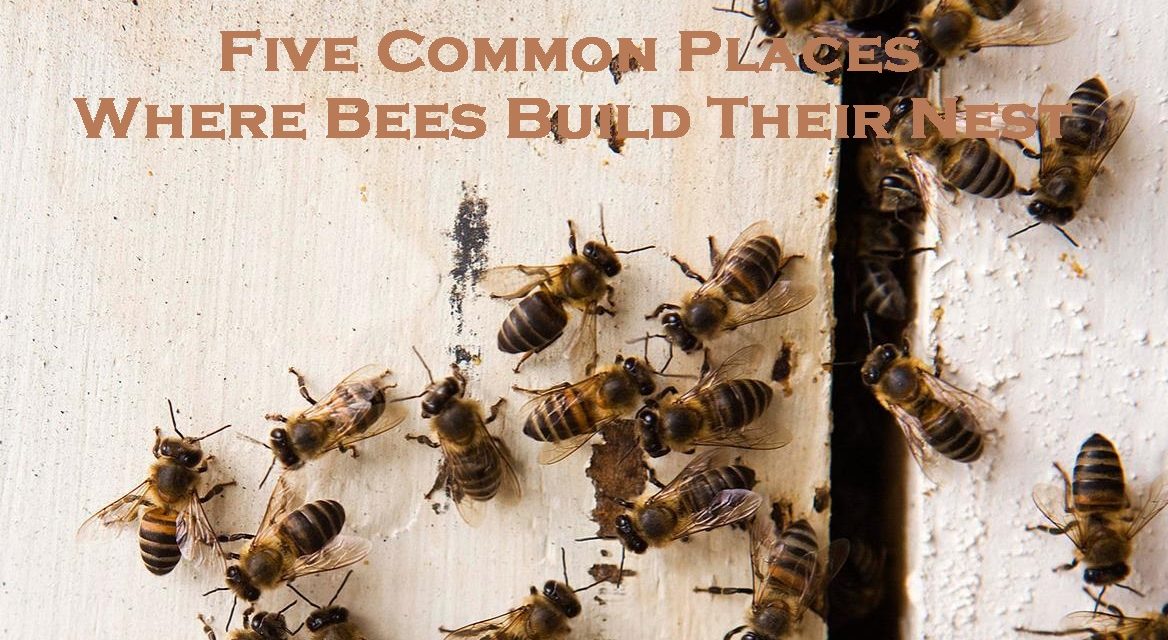 Five Common Places Where Bees Build Their Nest