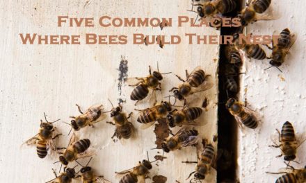 Five Common Places Where Bees Build Their Nest