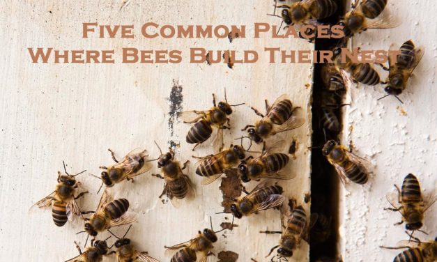 Five Common Places Where Bees Build Their Nest