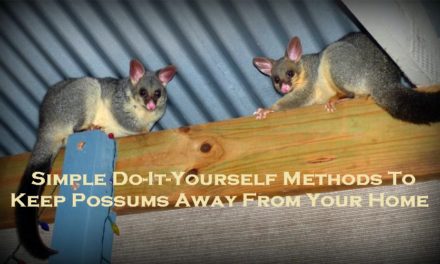 Simple Do-It-Yourself Methods To Keep Possums Away From Your Home