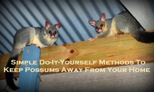 Simple Do-It-Yourself Methods To Keep Possums Away From Your Home