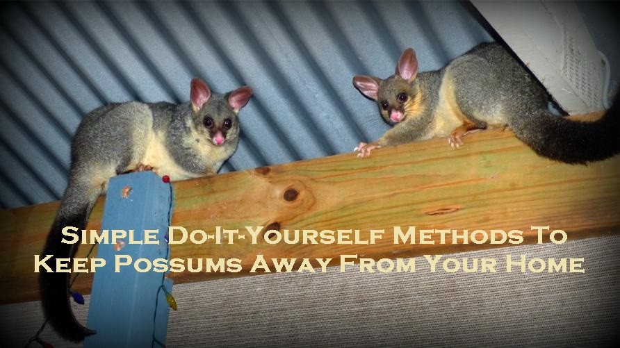 Simple Do-It-Yourself Methods To Keep Possums Away From Your Home