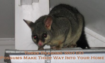 Three Reasons Why Do Possums Make Their Way Into Your Home