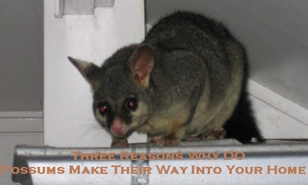 Three Reasons Why Do Possums Make Their Way Into Your Home