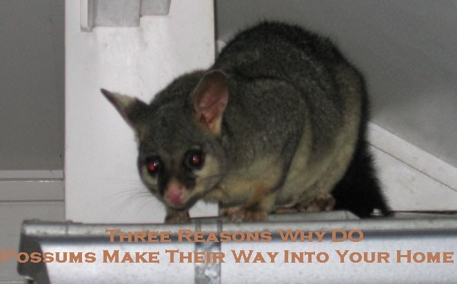 Three Reasons Why Do Possums Make Their Way Into Your Home