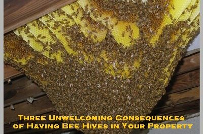 Three Unwelcoming Consequences of Having Bee Hives in Your Property