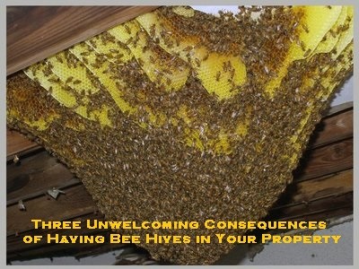 Three Unwelcoming Consequences of Having Bee Hives in Your Property