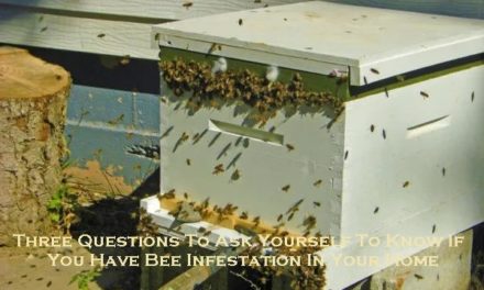 Three Questions To Ask Yourself To Know If You Have Bee Infestation In Your Home