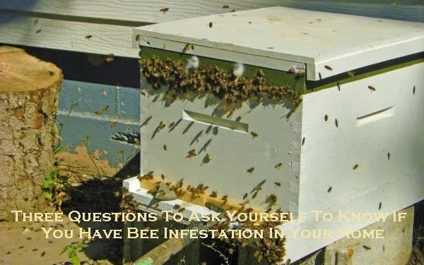 Three Questions To Ask Yourself To Know If You Have Bee Infestation In Your Home