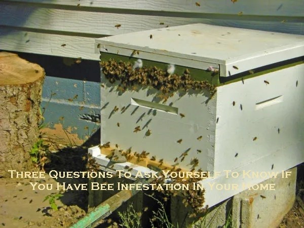 Three Questions To Ask Yourself To Know If You Have Bee Infestation In Your Home