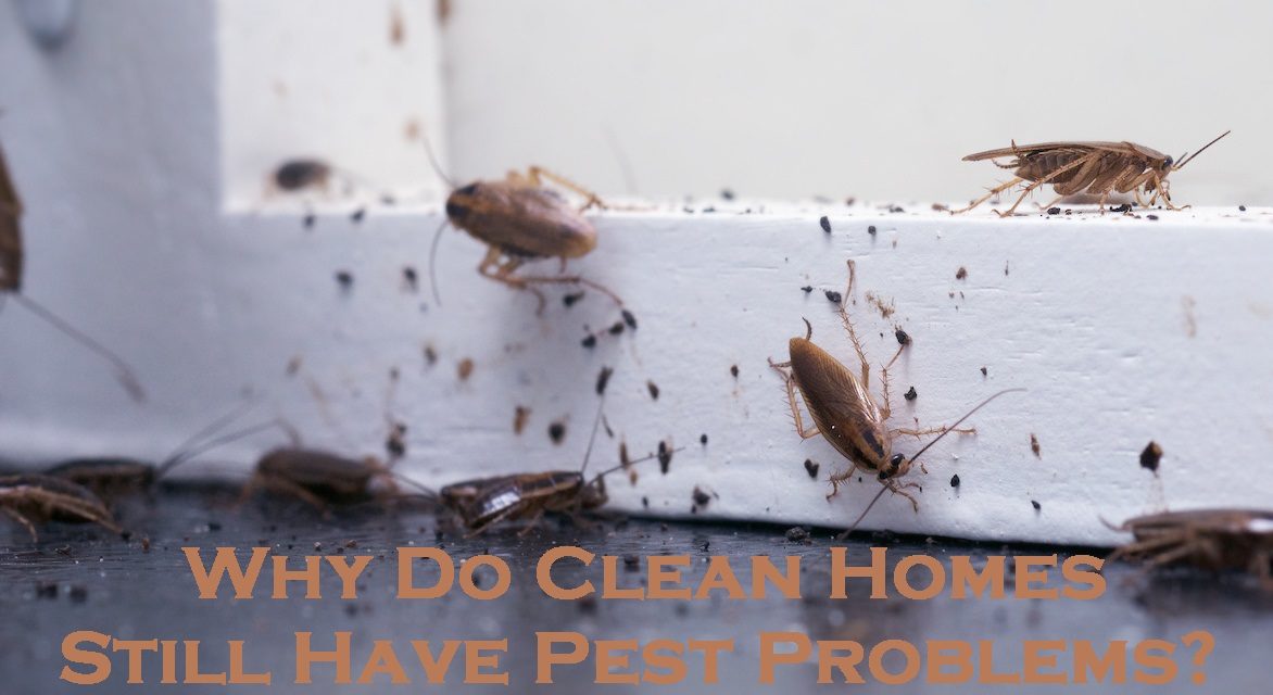Why Do Clean Homes Still Have Pest Problems?