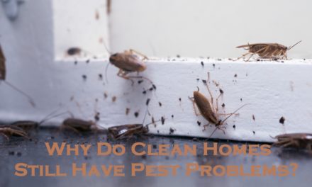 Why Do Clean Homes Still Have Pest Problems?