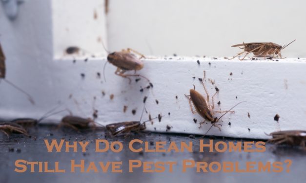 Why Do Clean Homes Still Have Pest Problems?