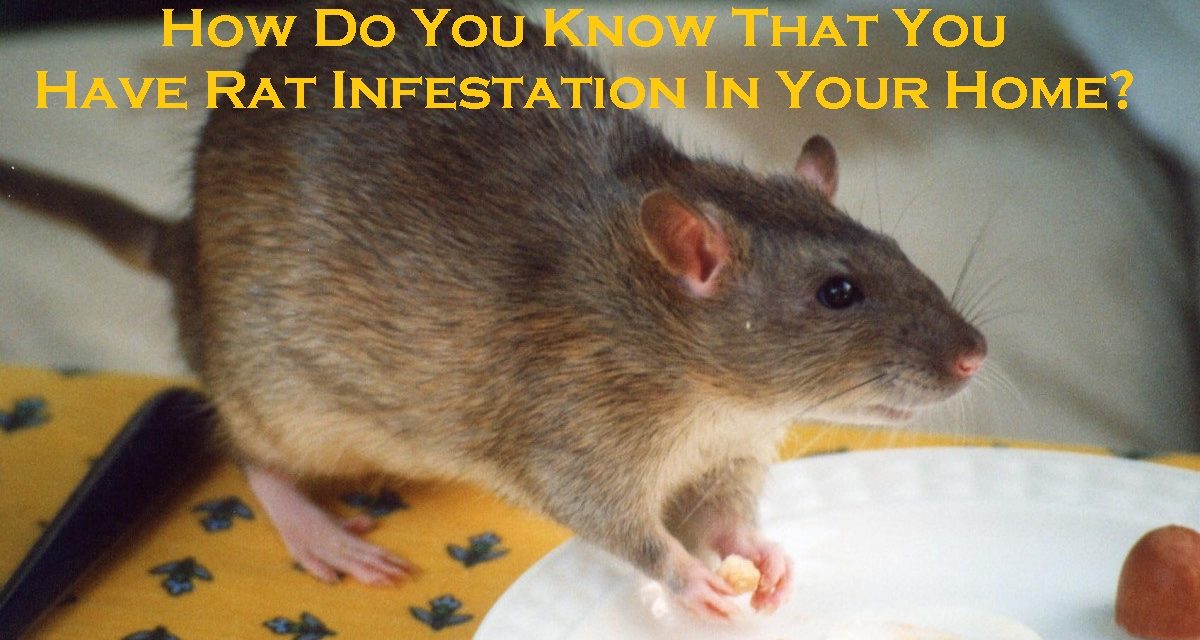 How Do You Know That You Have Rat Infestation In Your Home?
