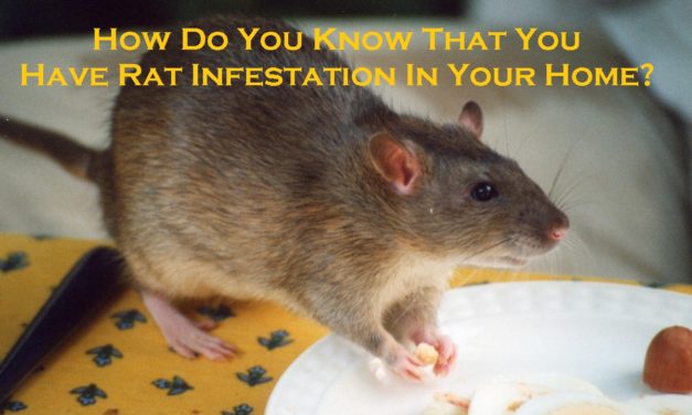 How Do You Know That You Have Rat Infestation In Your Home?