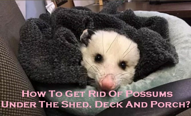 How To Get Rid Of Possums Under The Shed, Deck And Porch?