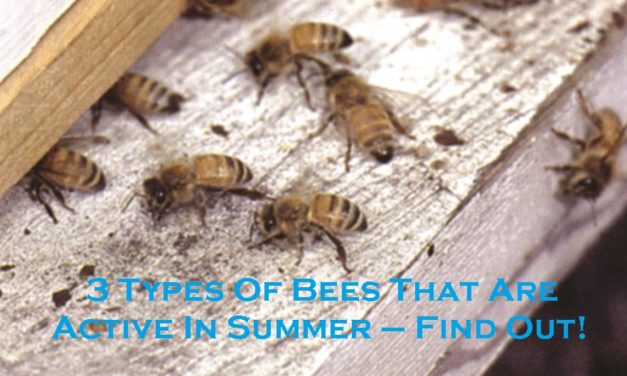 3 Types Of Bees That Are Active In Summer – Find Out!