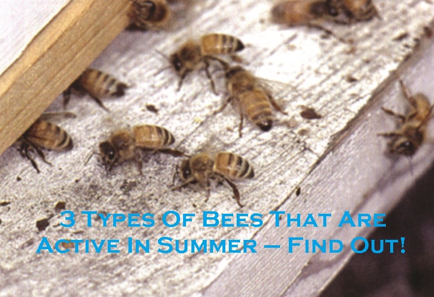 3 Types Of Bees That Are Active In Summer – Find Out!