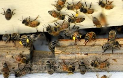 Do Bees Damage Your Property?