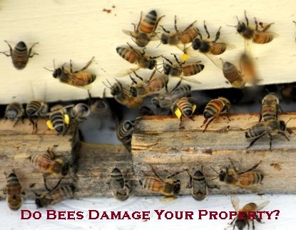 Do Bees Damage Your Property?