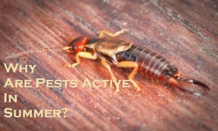 Why Are Pests Active In Summer?