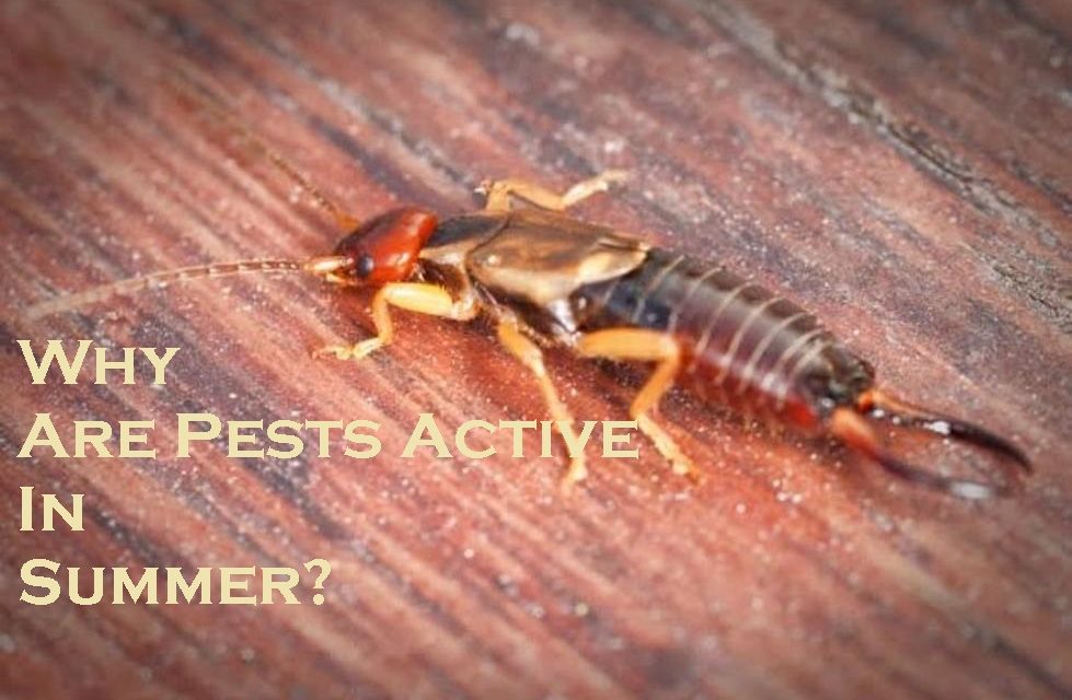 Why Are Pests Active In Summer?