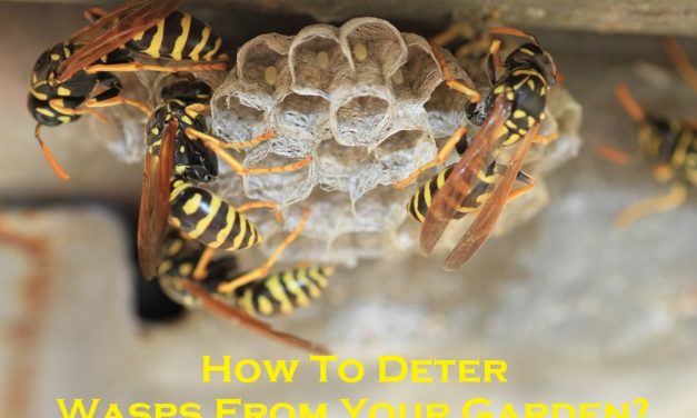 How To Deter Wasps From Your Garden?